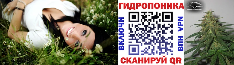 Каннабис сатива Краснозаводск